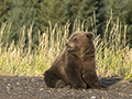 Coastal Brown Bear Cub