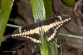 Giant Swallowtail