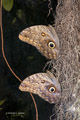 Giant Owl Butterfly