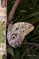 Giant Owl Butterfly