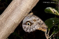 Giant Owl Butterfly