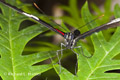 Hierax Longwing