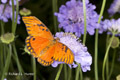 Gulf Fritillary