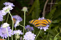 Banded Orange Heliconian (Orange-Barbed Tiger)