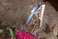 Blue Morpho