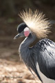 African Crowned Crane