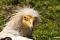 Egyptian Vulture