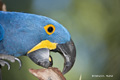 Hyacinth Macaw