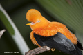 Andean Cock-of-the-Rock (male)