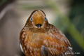 Andean Cock-of-the-Rock (female)