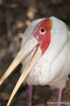 Yellow-Billed Stork