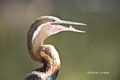 African Darter (Snakebird)