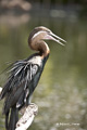 African Darter (Snakebird)