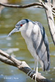 Night Heron