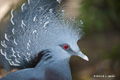 Victoria Crowned Pigeon