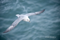 Northern Fulmar