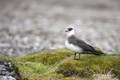 Arctic Skua (Parasitic Jaeger)