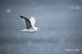 Northern Fulmar