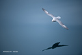 Northern Fulmar over Glassy Sea