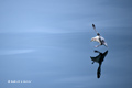 Northern Fulmar Landing