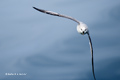 Northern Fulmar