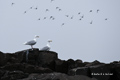 Glaucous Gull