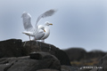 Glaucous Gull