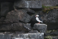 Atlantic Puffin