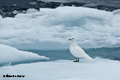 Ivory Gull