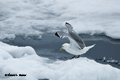 Black-Legged Kittiwake