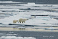 Polar Bear and Cub