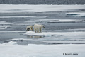 Polar Bear and Cub