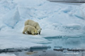 Polar Bear and Cub