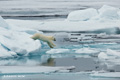 Polar Bear Cub