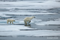 Polar Bear and Cub