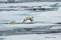 Polar Bear and Cub