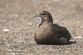 South Polar Skua