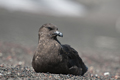 South Polar Skua