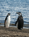 Chinstrap Penguins on Deception Island