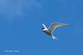 Antarctic Tern on Deception Island