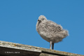 Kelp Gull Chick on Deception Island