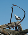 Kelp Gull on Deception Island