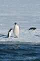 Adelie Penguin and Emperor Penguin