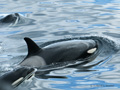 Orca (Killer Whale)