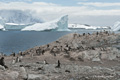 Gentoo Penguins on Cuverville Island