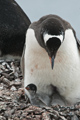 Gentoo Penguin with Chicks on Cuverville