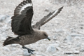 South Polar Skua