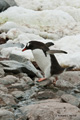 Gentoo Penguin Walking