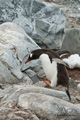 Gentoo Penguin Jumping