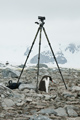 Gentoo Penguin Investigating Camera Tripod